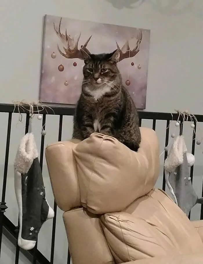 A tabby cat sits proudly on a large plush reindeer decoration, appearing to wear antlers while surrounded by Christmas stockings.