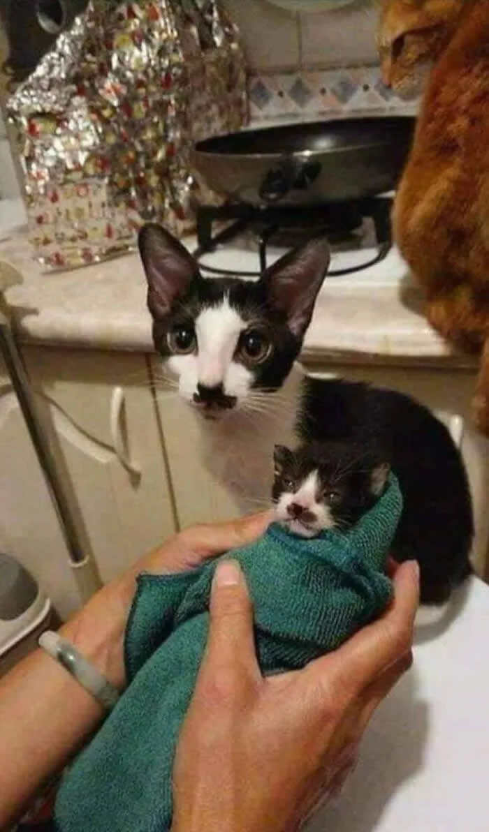 A black-and-white adult cat watches over a tiny black-and-white kitten being gently held in a green towel, while an orange cat looks on from the background.