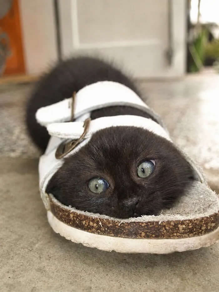 A black cat with striking blue-green eyes curls up inside a white sneaker, peeking out from the opening and staring directly at the camera.