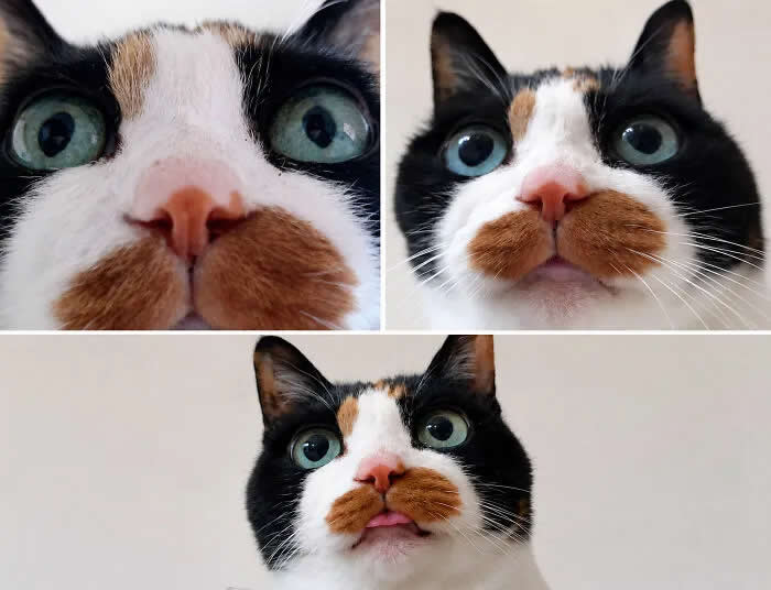 A collage of three close-up portraits of a black-and-white calico cat with huge green eyes and a distinctive brown mustache-like patch around its mouth.