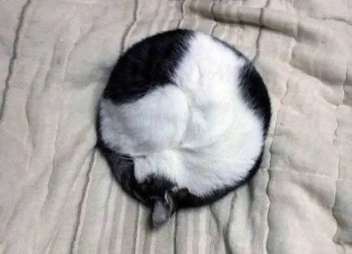 A black-and-white cat curled tightly into a round ball while sleeping on a striped bedspread.