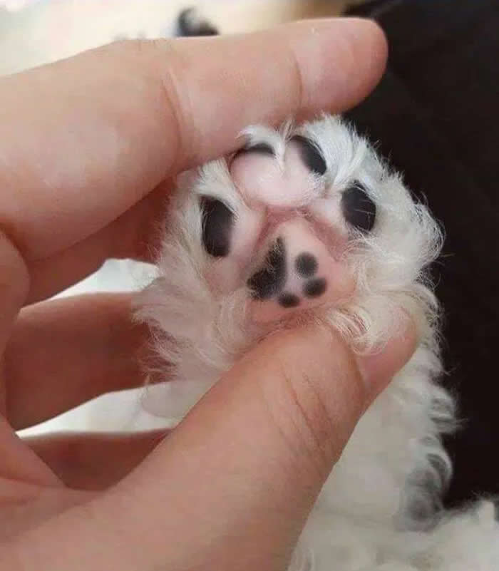 A tiny fluffy kitten has its paws gently held up toward the camera, showing several pink-and-black paw pads and tiny claws.