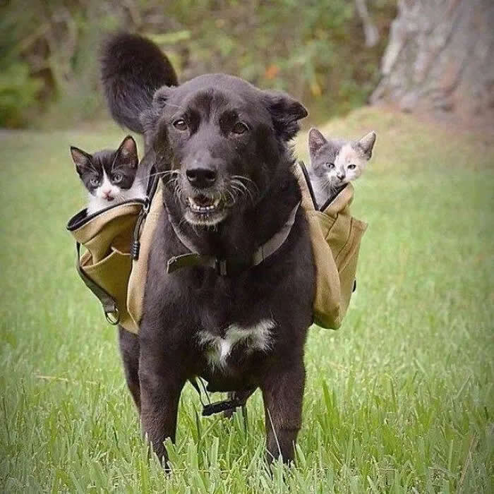 A black dog carries two kittens in a backpack-style carrier while standing in a grassy yard, with the kittens peeking out from either side.