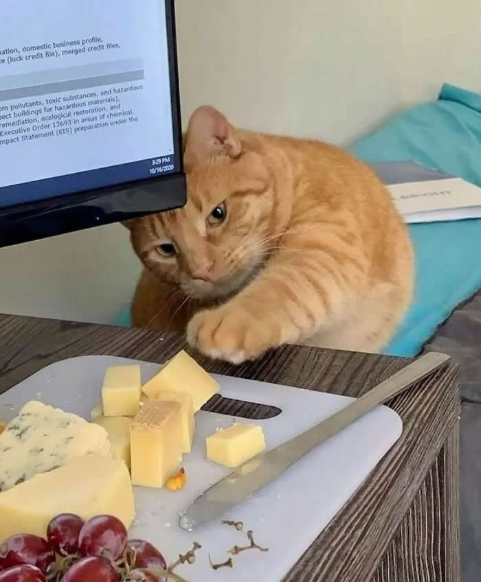 An orange tabby cat rests beside a computer monitor at a table, eyeing a cutting board covered with assorted cheese and grapes.