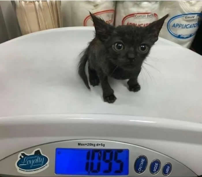 A tiny black kitten sits on a digital weighing scale, with the display showing 0.95 kilograms.