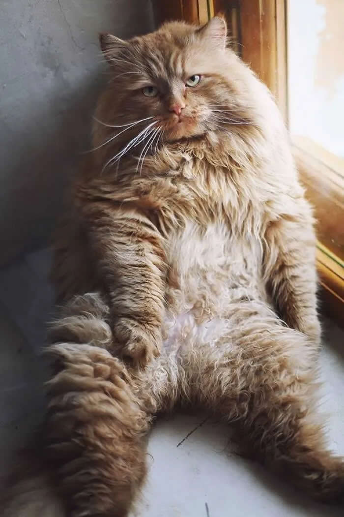 A very fluffy brown tabby cat sits upright by a window with its legs stretched forward, giving the camera a serious, unimpressed stare.