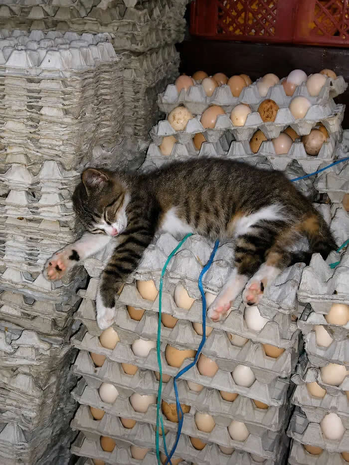 A tabby-and-white cat sleeps sprawled across stacks of cardboard egg trays filled with eggs, looking completely comfortable in its unusual bed.