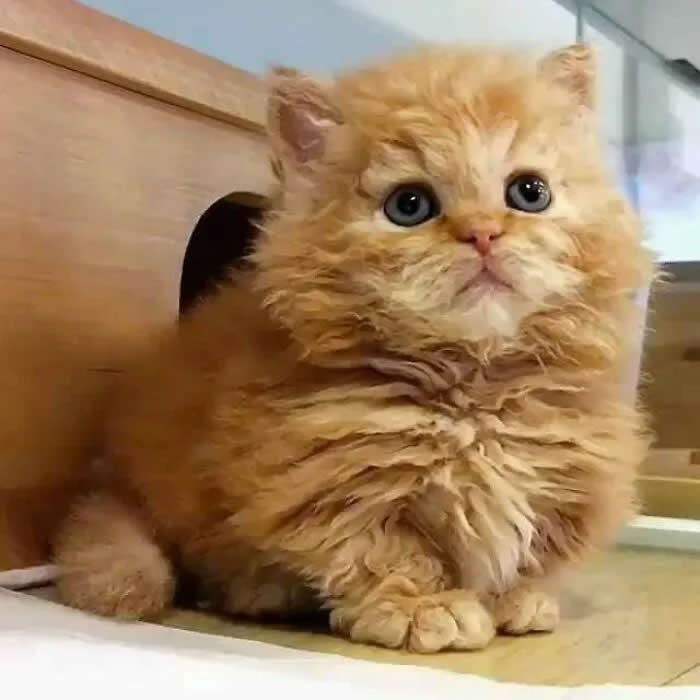 A fluffy orange kitten with big blue eyes sits on a countertop, staring adorably at the camera with a serious expression.