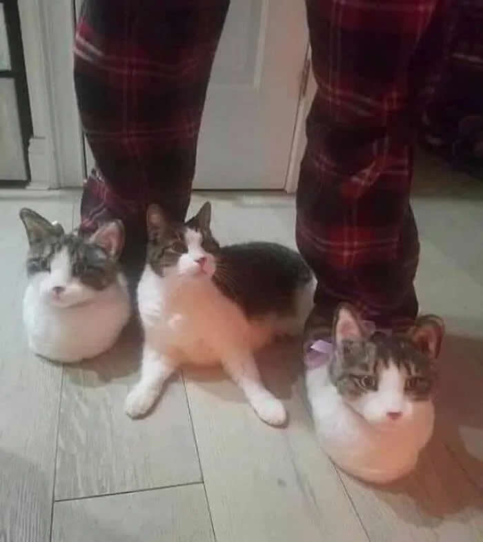 Three cats sit closely around a person&rsquo;s legs, with two cats positioned between the legs and another sitting beside them on the floor.
