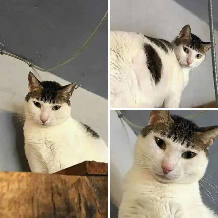 A collage of three close-up views of the same white-and-tabby cat, each showing a serious, unimpressed expression while looking down at the camera.