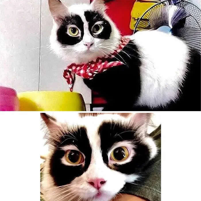A black-and-white cat with dramatic dark markings around its eyes and face poses in a red bow tie, shown in two close-up photos with wide, expressive eyes.