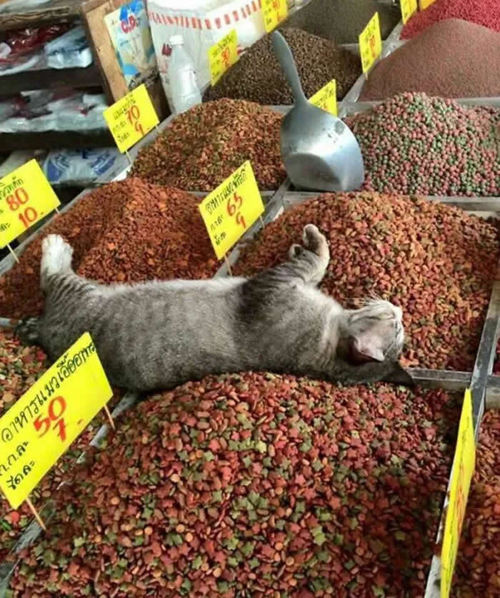 A gray tabby cat lies stretched out and sleeping on top of large piles of colorful dry food at a market stall, surrounded by price signs and a metal scoop.