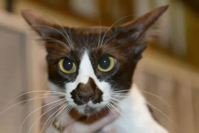 A black-and-white cat with large yellow-green eyes, oversized ears, and a distinctive white facial marking stares directly into the camera.