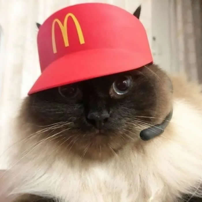 A fluffy dark-faced cat wearing a red fast-food-style cap and a small headset, staring seriously at the camera like a very unimpressed employee.