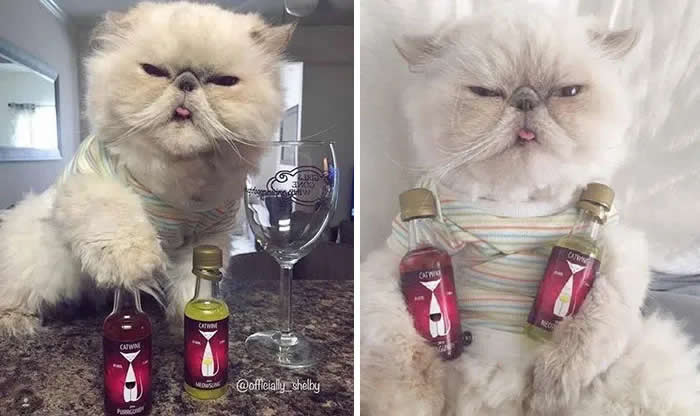 A fluffy cream-colored cat poses in two photos wearing a striped outfit, holding small bottles of Catwin products beside a wine glass.