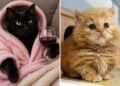 Funny and Wholesome Cat Pics for Your Daily Dose of Cuteness