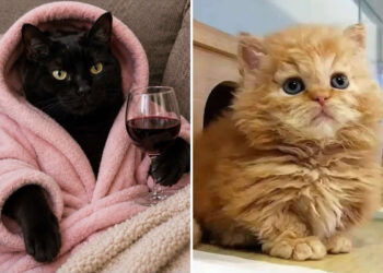 Funny and Wholesome Cat Pics for Your Daily Dose of Cuteness