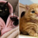 Funny and Wholesome Cat Pics for Your Daily Dose of Cuteness