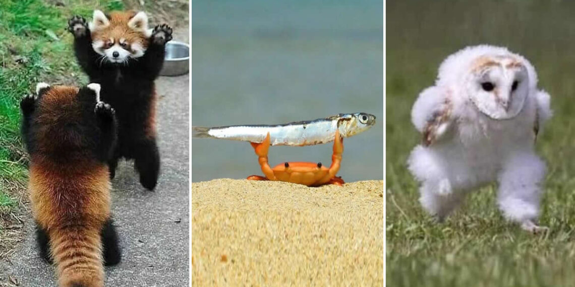 Hilarious Moments Caught on Camera