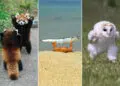 Hilarious Moments Caught on Camera