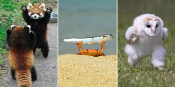 Hilarious Moments Caught on Camera