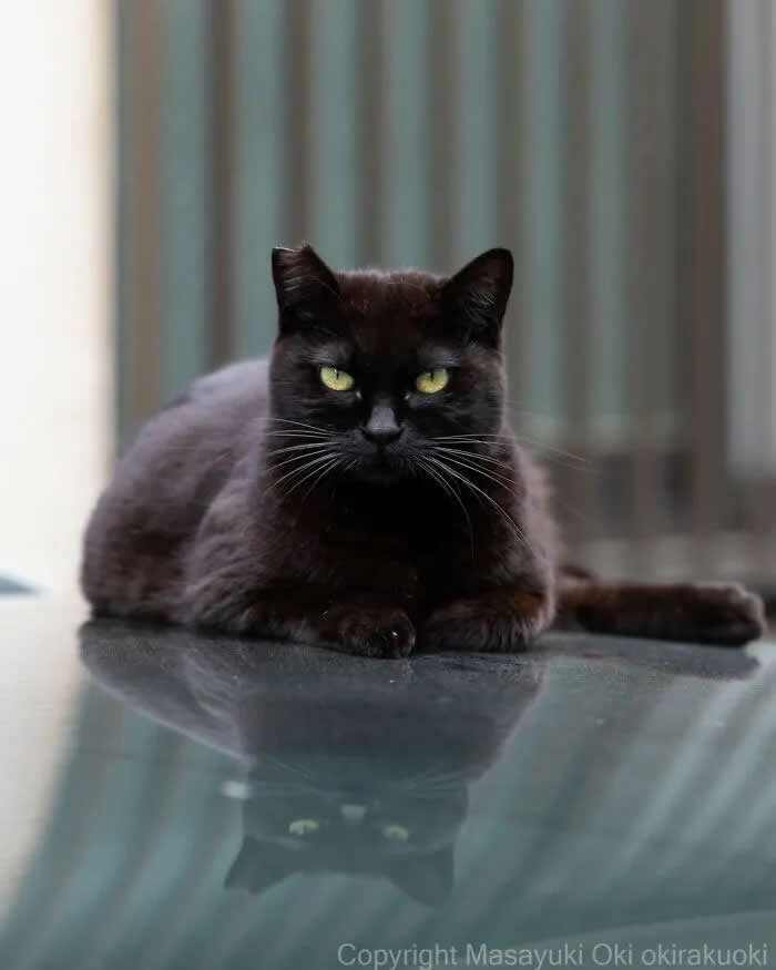 Pure Cat Joy: 35 Black Cats Caught in Funny, Curious, and Unexpected Moments by Masayuki Oki 38 Black cat sitting on a shiny floor, staring seriously at the camera with bright green eyes and its reflection visible below.