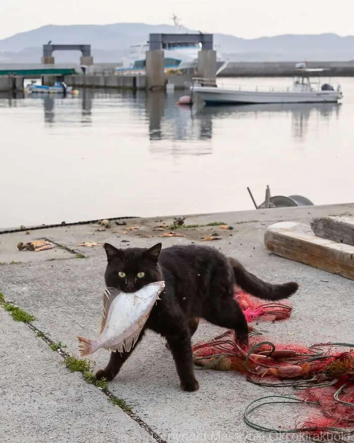 Pure Cat Joy: 35 Black Cats Caught in Funny, Curious, and Unexpected Moments by Masayuki Oki 39 Black cat carrying a large fish in its mouth while walking along a waterfront, with boats, fishing nets, calm water, and mountains in the background.