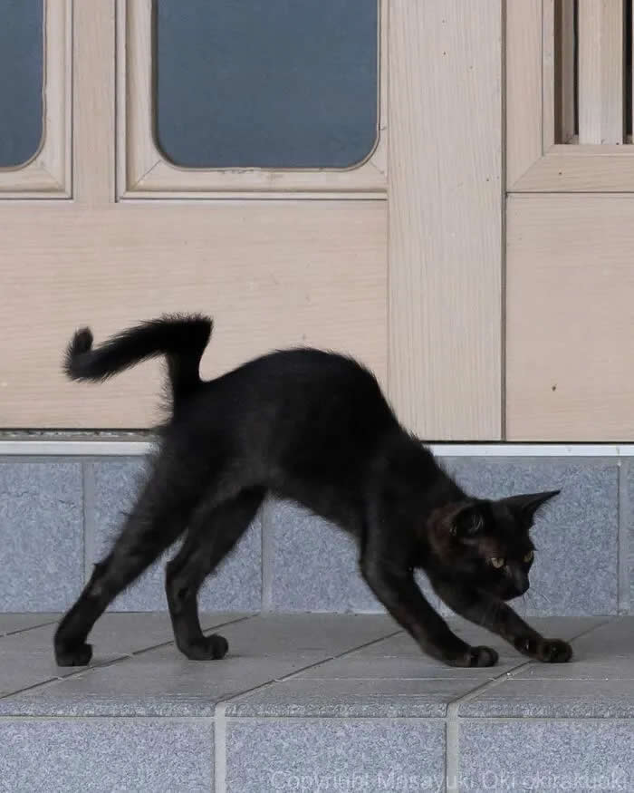 Pure Cat Joy: 35 Black Cats Caught in Funny, Curious, and Unexpected Moments by Masayuki Oki 40 Black cat crouching on tiled steps with its body stretched forward, tail raised, and ears alert in front of a light-colored door.