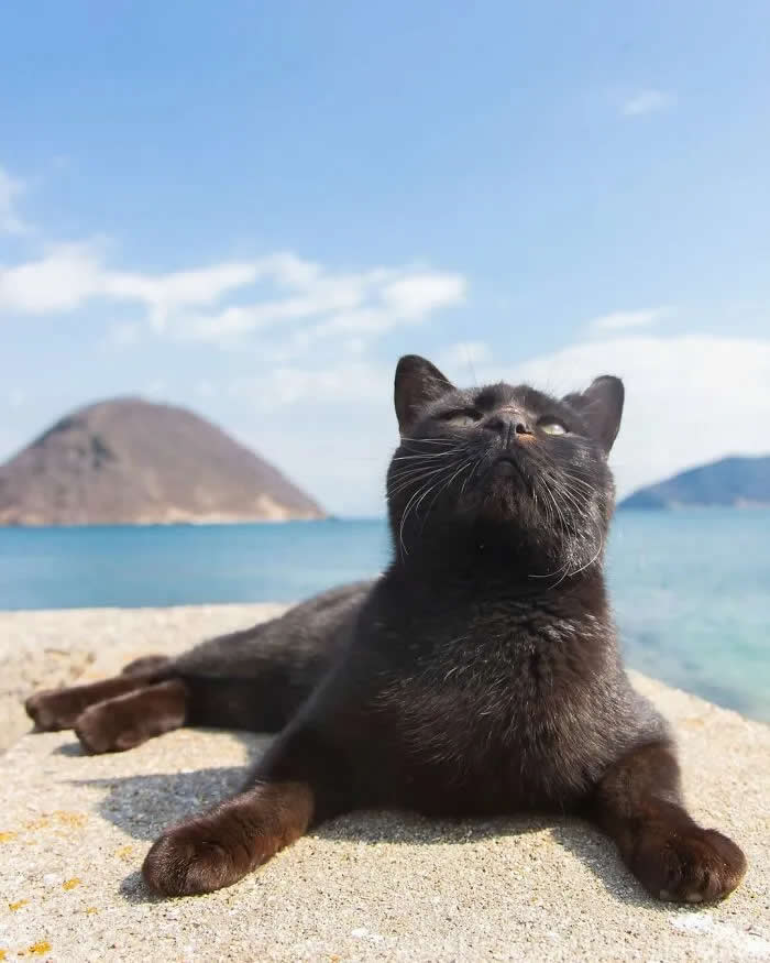 Pure Cat Joy: 35 Black Cats Caught in Funny, Curious, and Unexpected Moments by Masayuki Oki 41 Black cat lounging on a sandy beach with its front paws stretched forward, looking upward, with bright blue water, islands, and a clear sky behind it.