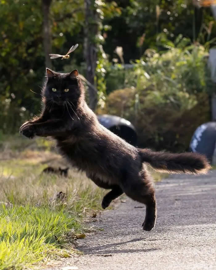 Pure Cat Joy: 35 Black Cats Caught in Funny, Curious, and Unexpected Moments by Masayuki Oki 42 Black cat leaping through the air on a garden path with its front paws extended toward a flying dragonfly, surrounded by green vegetation.