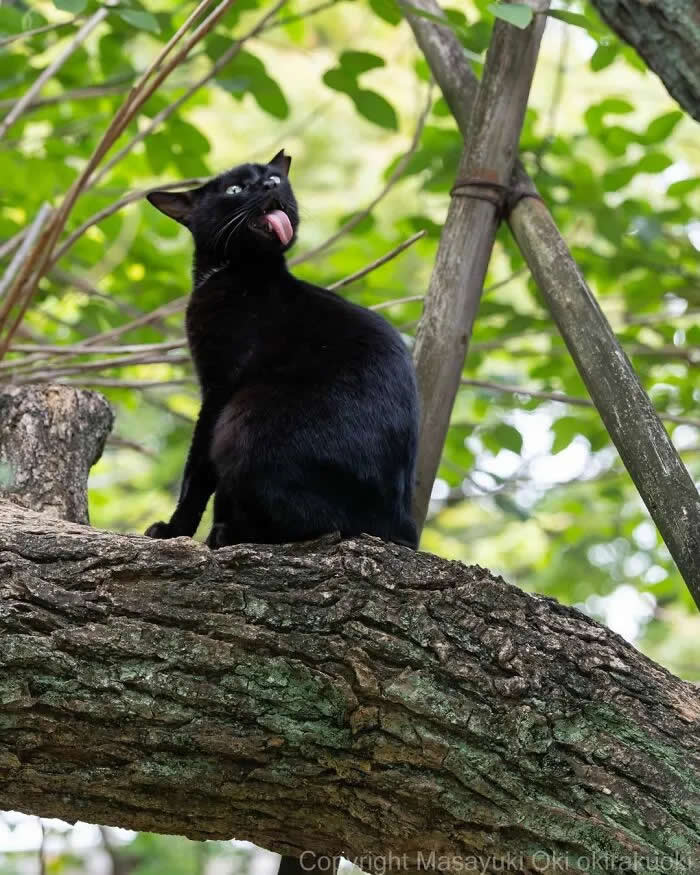 Pure Cat Joy: 35 Black Cats Caught in Funny, Curious, and Unexpected Moments by Masayuki Oki 43 Black cat sitting on a large tree branch with its tongue sticking out, looking upward among green leaves and tree trunks.