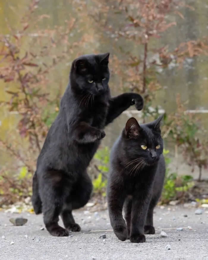 Pure Cat Joy: 35 Black Cats Caught in Funny, Curious, and Unexpected Moments by Masayuki Oki 44 Two black cats outdoors, with one standing upright and raising a paw while the other walks beside it on a paved path.
