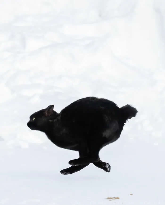 Pure Cat Joy: 35 Black Cats Caught in Funny, Curious, and Unexpected Moments by Masayuki Oki 45 Black cat captured midair while leaping across a snowy white background, with its legs stretched out and tail curled upward.