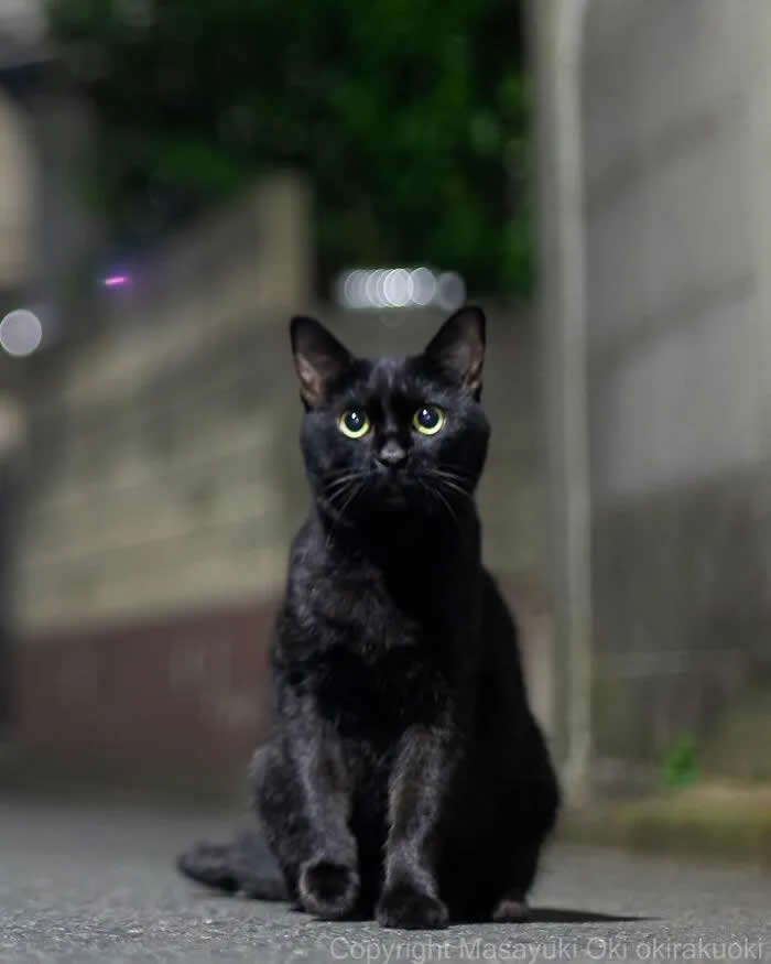 Pure Cat Joy: 35 Black Cats Caught in Funny, Curious, and Unexpected Moments by Masayuki Oki 47 Black cat sitting upright on a paved path at dusk, staring directly at the camera with wide green eyes and a softly blurred background.