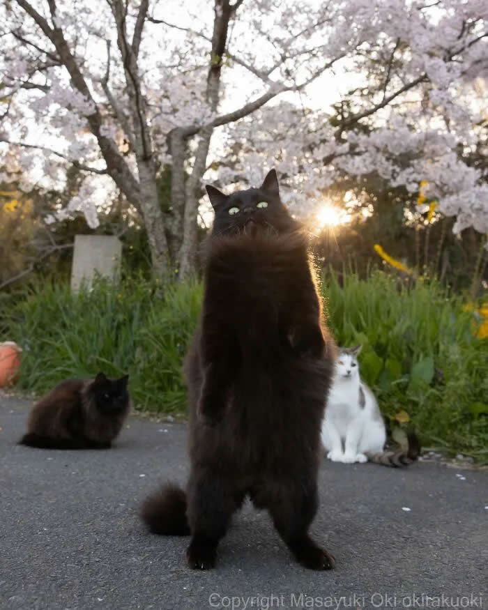 Pure Cat Joy: 35 Black Cats Caught in Funny, Curious, and Unexpected Moments by Masayuki Oki 48 Fluffy black cat standing upright on a path beneath blooming cherry trees, with two other cats sitting behind it in a garden.