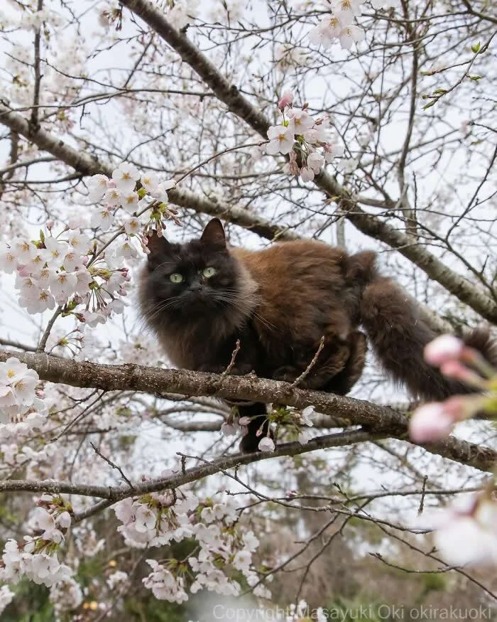 Pure Cat Joy: 35 Black Cats Caught in Funny, Curious, and Unexpected Moments by Masayuki Oki 49 Fluffy black cat standing on a tree branch surrounded by blooming cherry blossoms, looking toward the camera with green eyes.