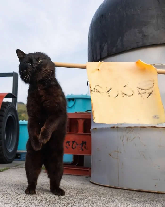 Pure Cat Joy: 35 Black Cats Caught in Funny, Curious, and Unexpected Moments by Masayuki Oki 50 Black cat standing upright on its hind legs beside a handwritten sign and industrial containers, looking toward the camera with a serious expression.