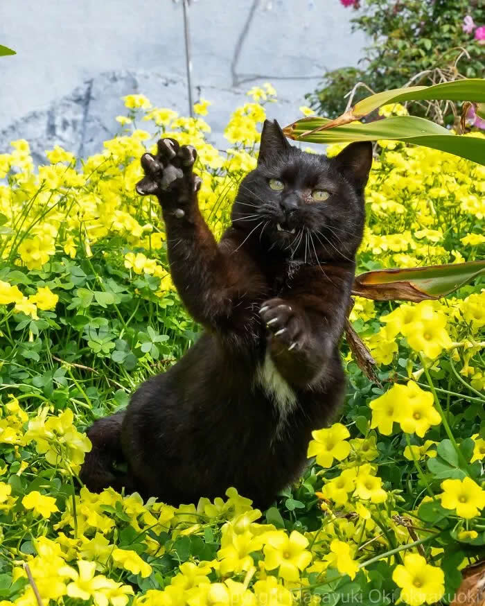 Pure Cat Joy: 35 Black Cats Caught in Funny, Curious, and Unexpected Moments by Masayuki Oki 51 Black cat sitting among bright yellow flowers, raising one front paw while looking toward the camera with a serious expression.