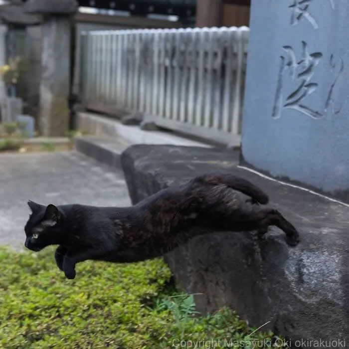 Pure Cat Joy: 35 Black Cats Caught in Funny, Curious, and Unexpected Moments by Masayuki Oki 52 Black cat stretched horizontally across a low concrete ledge, with its body draped over the edge and front paws hanging toward the grass below.