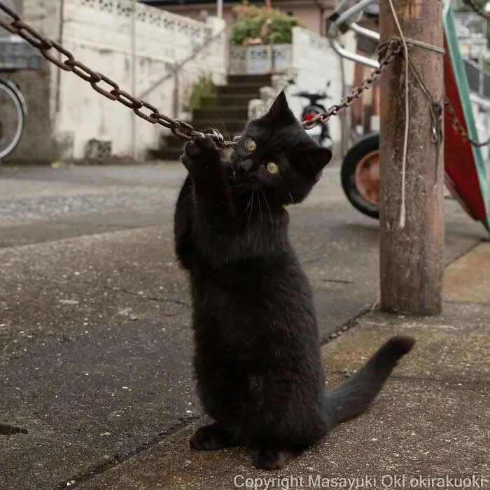 Pure Cat Joy: 35 Black Cats Caught in Funny, Curious, and Unexpected Moments by Masayuki Oki 53 Black cat standing upright on a sidewalk, gripping a hanging metal chain with its front paws while looking curiously toward the camera.