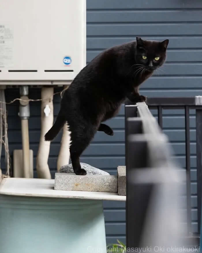 Pure Cat Joy: 35 Black Cats Caught in Funny, Curious, and Unexpected Moments by Masayuki Oki 54 Black cat balancing on a narrow rooftop ledge beside a building, looking toward the camera while climbing between outdoor structures.
