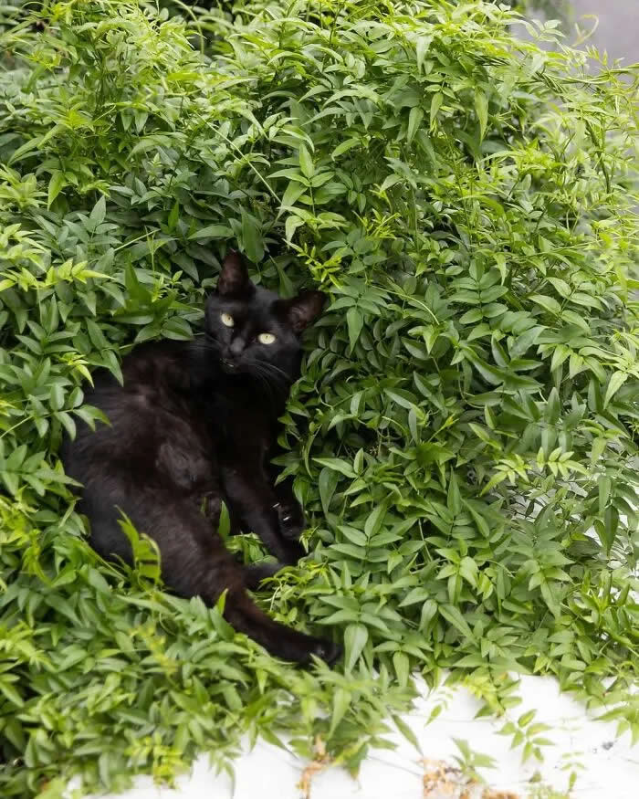 Pure Cat Joy: 35 Black Cats Caught in Funny, Curious, and Unexpected Moments by Masayuki Oki 55 Black cat partially hidden among dense green foliage, looking toward the camera while lounging inside the leafy branches.
