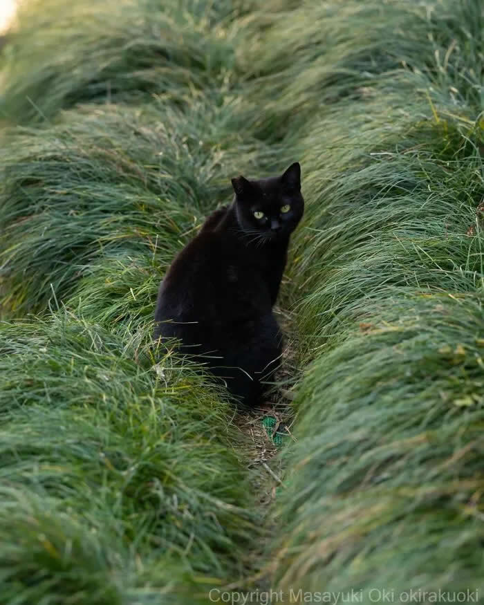 Pure Cat Joy: 35 Black Cats Caught in Funny, Curious, and Unexpected Moments by Masayuki Oki 56 Black cat sitting on a narrow path surrounded by tall, windblown green grass, looking directly toward the camera.