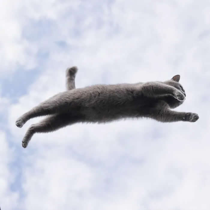 Pure Cat Joy: 35 Black Cats Caught in Funny, Curious, and Unexpected Moments by Masayuki Oki 57 Gray cat captured midair against a pale cloudy sky, stretched horizontally with all four legs extended as it leaps through the air.