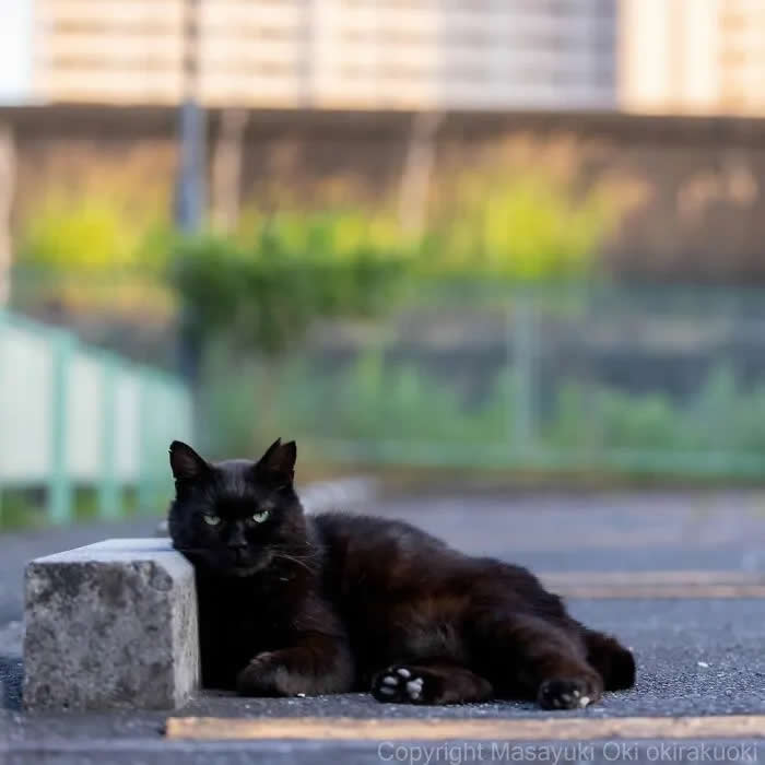 Pure Cat Joy: 35 Black Cats Caught in Funny, Curious, and Unexpected Moments by Masayuki Oki 58 Black cat lounging beside a concrete block on a paved surface, resting on its side and looking toward the camera with a relaxed expression.