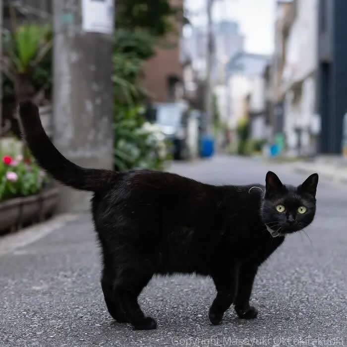 Pure Cat Joy: 35 Black Cats Caught in Funny, Curious, and Unexpected Moments by Masayuki Oki 59 Black cat standing in the middle of a quiet residential street, looking toward the camera with its tail raised and houses blurred in the background.