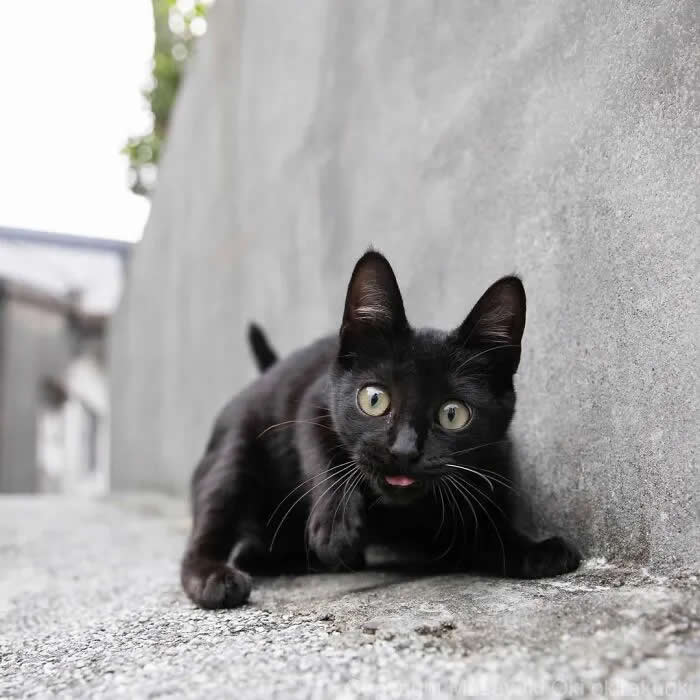Pure Cat Joy: 35 Black Cats Caught in Funny, Curious, and Unexpected Moments by Masayuki Oki 60 Black cat crouching beside a concrete wall, staring at the camera with wide green eyes and its tongue slightly sticking out.