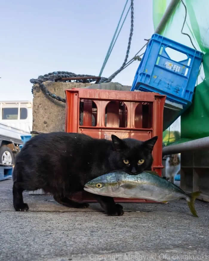 Pure Cat Joy: 35 Black Cats Caught in Funny, Curious, and Unexpected Moments by Masayuki Oki 61 Black cat carrying a large fish in its mouth near stacked plastic crates and fishing equipment at a waterfront market.