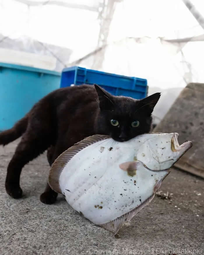 Pure Cat Joy: 35 Black Cats Caught in Funny, Curious, and Unexpected Moments by Masayuki Oki 62 Black cat gripping a large flat fish with its mouth at a waterfront market, surrounded by blue containers and fishing equipment.