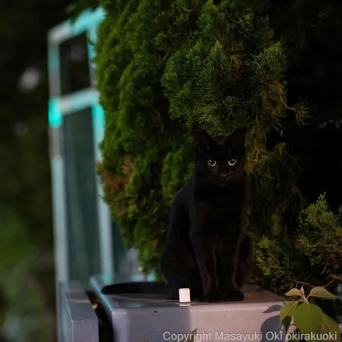 Pure Cat Joy: 35 Black Cats Caught in Funny, Curious, and Unexpected Moments by Masayuki Oki 63 Black cat sitting on a ledge among dense green shrubs, staring directly at the camera with bright eyes in a dimly lit outdoor setting.